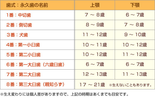 永久歯に生え変わる時期の目安